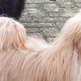 Havanese All Grown Up from Ludico Havanese