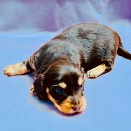 Dachshund Puppies from Meldox