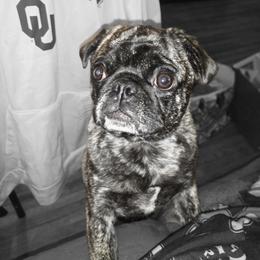 Pug All Grown Up from Kapelac's Royal Pugs