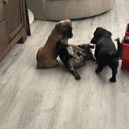 Dachshund Puppies from Dachshund Dad