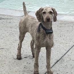 Russell - Poodle