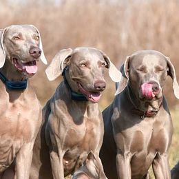 French Bulldogs and Weimaraners from Surreal French Bulldogs and Weimaraners