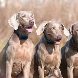 French Bulldogs and Weimaraners from Surreal French Bulldogs and Weimaraners