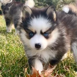 Crystal - (Sold) - Pomsky puppy in South Lyon, Michigan from Blue Pearl Pomskies