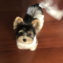 Biewer Terrier and Yorkshire Terrier Puppies from York Town California