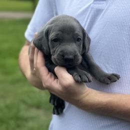 Kilo - Blue male Weimaraner puppy in Taylorsville, Mississippi from Southern Magnolia Weimaraners