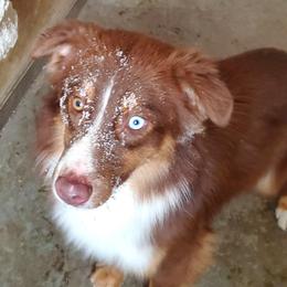 Behr - Miniature Australian Shepherd