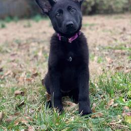 German Shepherd Puppies from Morris German Shepherds