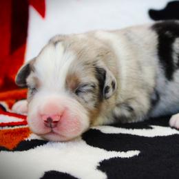 Gio - Blue merle male Miniature Australian Shepherd puppy in Menomonee Falls, Wisconsin from Hunt N Oaks