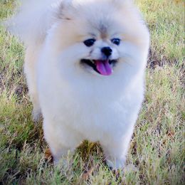 Maizy - Pomeranian