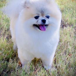 Maizy - Pomeranian