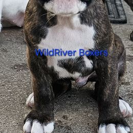 Boy 3 - Brindle male Boxer puppy in East Moline, Illinois from WildRiver Boxers