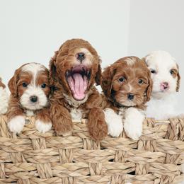 Goldendoodle puppies from K Farm Doodles