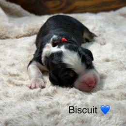 Biscuit - Tri-color male Bernedoodle puppy in El Campo, Texas from Little Fur Friends Bernedoodles