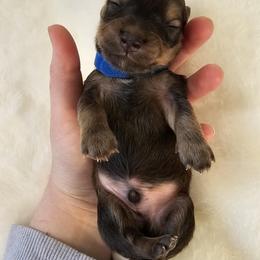 Rocher - Sable male Dachshund puppy in Loganville, Georgia from Royal Dackel Haus
