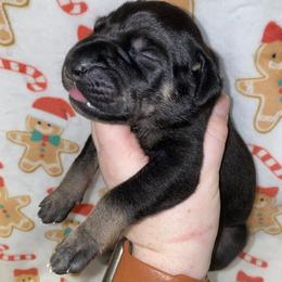 Kevin - Black male Great Dane puppy in Spartanburg, South Carolina from Pawlmetto Danes