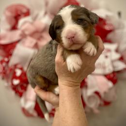 Pearl - Blue merle female Bernedoodle puppy in Idaho from Bernese By Barzees