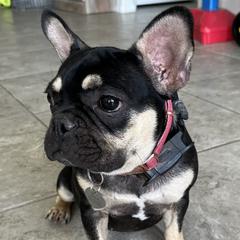 French Bulldogs from Tanessa Clarkson
