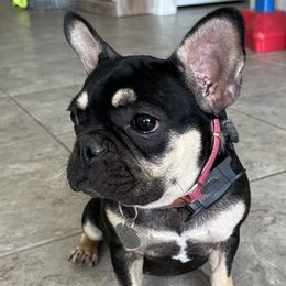 French Bulldogs from Tanessa Clarkson