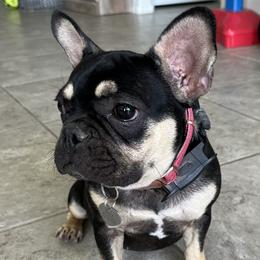 French Bulldogs from Tanessa Clarkson