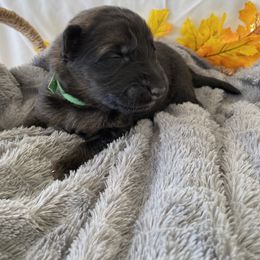 German Shepherd Puppies from Faithful Heart German Shepherds