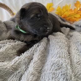 German Shepherd Puppies from Faithful Heart German Shepherds
