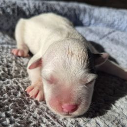 Domino - Tri-colored male Parson Russell Terrier puppy in Menifee, California from Wendover Terriers