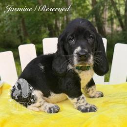 Jasmine - Black and white female Basset Hound puppy in Dingess, West Virginia from Tuckers' Howling Hounds