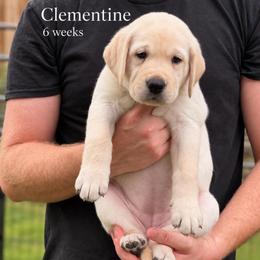 Clementine - Yellow female Labrador Retriever puppy in Camp Verde, Arizona from Cecil's Arizona Labradors