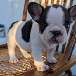 Holly Holstein - Tricolors female French Bulldog puppy in Fort Atkinson, Wisconsin from Bishop Bullyz