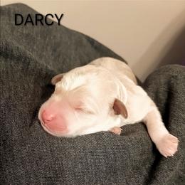 Darcy - Apricot female Goldendoodle puppy in Hendersonville, Tennessee from Ben's Best Buddy Goldendoodles