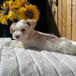 Juniper - Parti female Miniature Schnauzer puppy in Menifee, California from Moonshine’s Minis