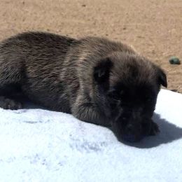 Boy 2 - Fawn male Belgian Malinois puppy in Golden Valley, Arizona from Desert Wind Kennels