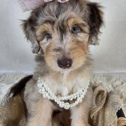 Aussiedoodle Puppies from The Cuddly Dood Ranch