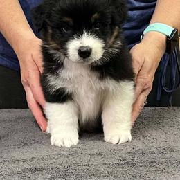 Hero - Black tri-color male Australian Shepherd puppy in Marshall, Indiana from Larkwood Australian Shepherds