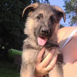 White - Black and red male German Shepherd puppy in Coatesville, Pennsylvania from Jessica's German Shepherds