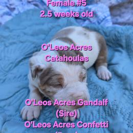 FEMALE  - 5 - Red merle female Catahoula Leopard Dog puppy in Perry, Florida from O'Leos' Acres Catahoulas