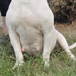 American Bulldog puppies from Jemms Kennels