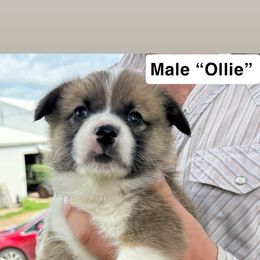 Pembroke Welsh Corgi Puppies from Newton Hay & Cattle