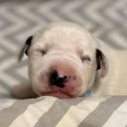 Dalmatian and Labrador Retriever Puppies from ECMO Farm Dalmatians & Labrador Retrievers