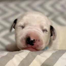 Dalmatian and Labrador Retriever Puppies from ECMO Farm Dalmatians & Labrador Retrievers