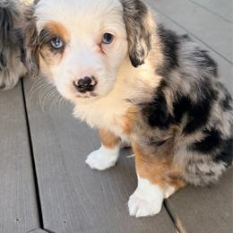 Boy 1 - male Australian Mountain Doodle puppy in Lincoln, Nebraska from GRand Doodles