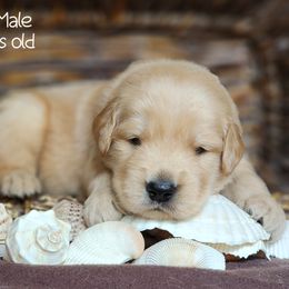 Golden Retriever and Samoyed Puppies from Snowshoe Samoyeds & Impact Golden Retrievers