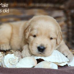Golden Retriever and Samoyed Puppies from Snowshoe Samoyeds & Impact Golden Retrievers