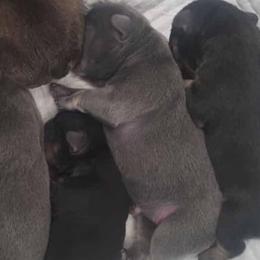 Tizzy - Blue female French Bulldog puppy in Hemlock, Michigan from A&D Frenchies