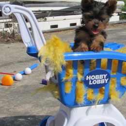Yorkshire Terrier Puppies from Holy Terriers Yorkies