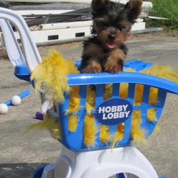 Yorkshire Terrier Puppies from Holy Terriers Yorkies