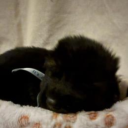 Puppy male 2 - Black and red male German Shepherd puppy in La Salle, Colorado from Pure Heart German shepherds
