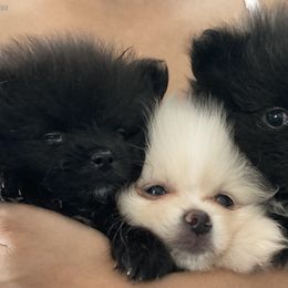 Pomeranians from Lucky Poms of Los Angeles
