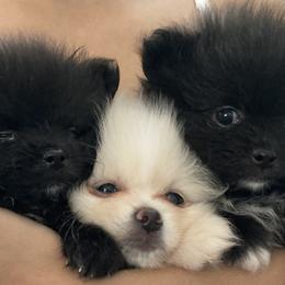 Pomeranians from Lucky Poms of Los Angeles